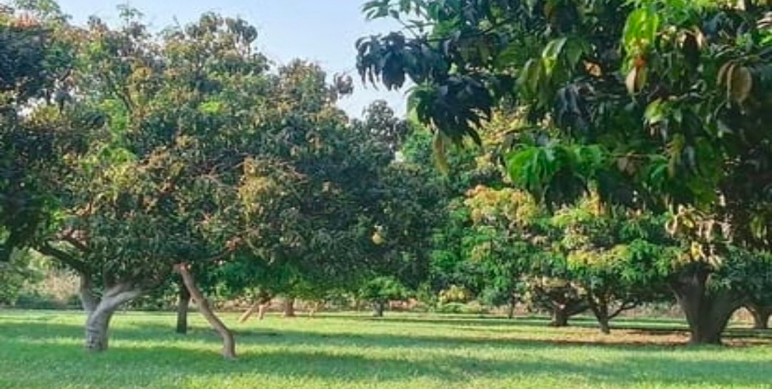 अमरूद, नींबू, आंवला और बेल जैसे फलदार पौधों के लिए उपयुक्त समय, मानसून से पहले ऐसे करें बागवानी की तैयारी 1 Screenshot 20260607 212848
