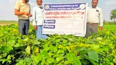 ढैंचा की जड़ों में नाइट्रोजन स्थिरीकरण वाले बैक्टीरिया पाए जाते हैं, हरी खाद से मिट्टी सुधरेगी, यूरिया बचेगी 6 Screenshot 20260622 125516