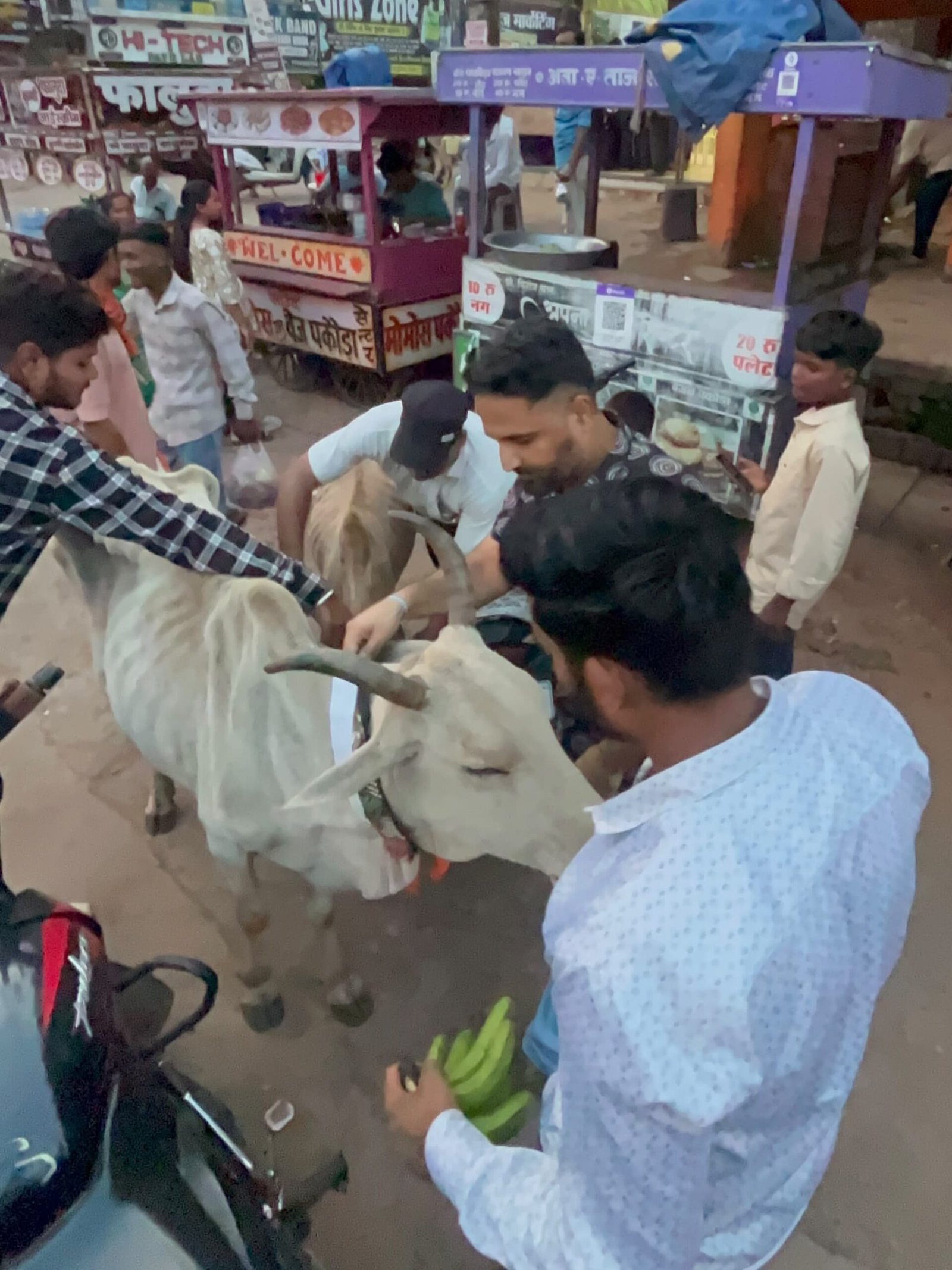गौवंश की सुरक्षा के साथ सड़क हादसों पर लगाम 1 IMG 20260812 WA0077 scaled