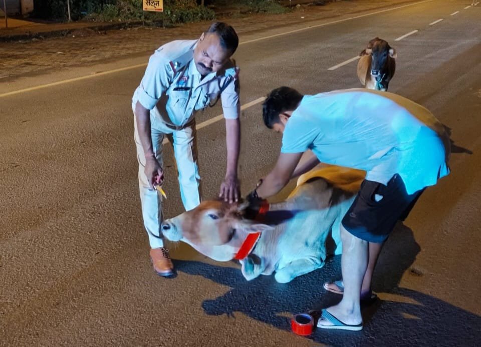 दशरंगपुर पुलिस ने सड़क पर बैठे मवेशियों के गले में बांधी रेडियम पट्टी* 1 IMG 20260823 WA0007