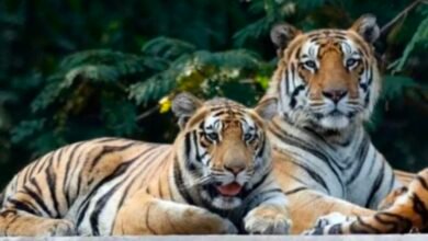 छत्तीसगढ़ में मध्य प्रदेश से पांच बाघ लाने की तैयारी, टाइगर रिजर्व क्षेत्रों में बसे वनग्रामों का होगा पुनर्वास 4 Screenshot 20260804 114529