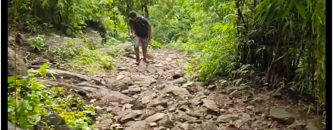 मच्छर भगाने का आदिवासी नुस्खा! जंगल के इस पौधे का ऐसे करें इस्तेमाल, दूर भागेंगे मच्छर 1 Screenshot 20260809 132137