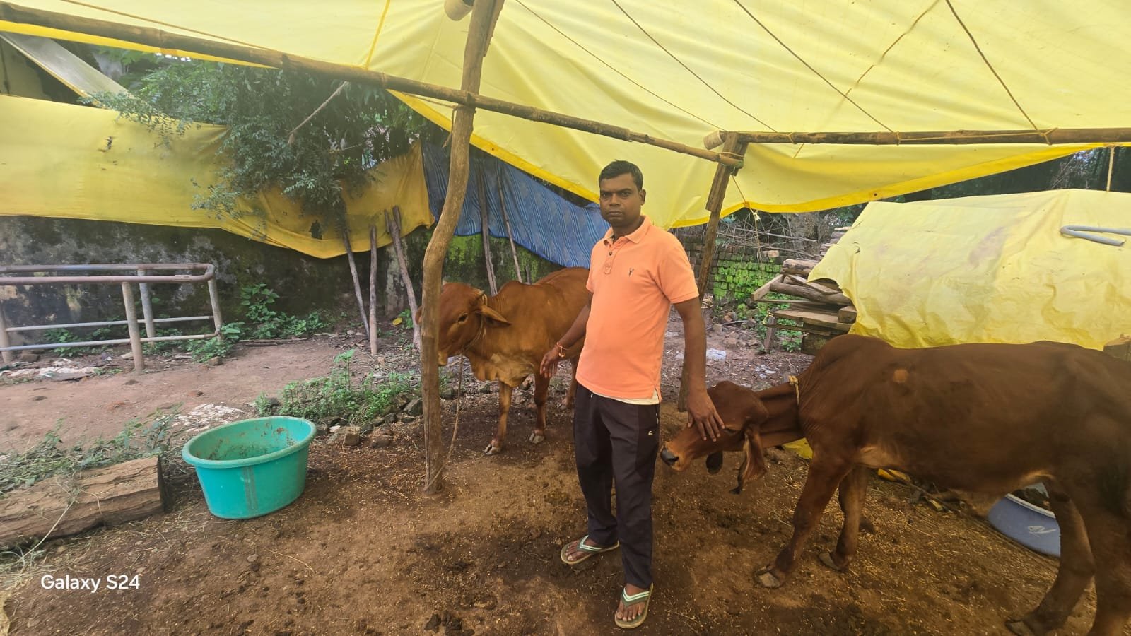 नस्ल सुधार से घर में ही तैयार हो गई दुधारू गाय 1 705 7