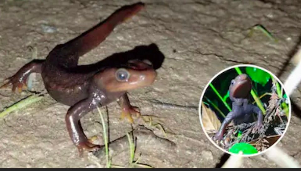 सैलामेंडर को भगाने का क्या तरीका है? घर से सैलामेंडर भगाने के क्या घरेलू उपाय हैं 1 Screenshot 20260922 124819