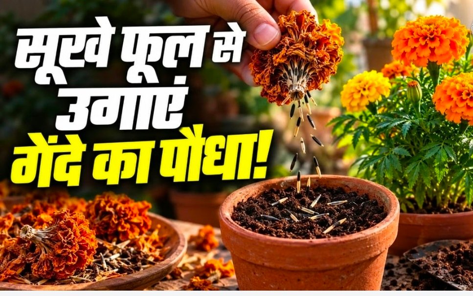 बिना बीज घर में 'फ्री' में उगाएं गेंदे का पौधा, सूखा हुआ फूल आएगा काम; आसानी से तैयार होंगे ढेरों प्लांट्स 1 Screenshot 20260923 113144