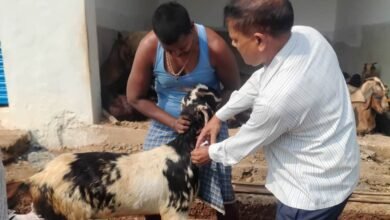 भेड़-बकरियों को घातक बीमारी से बचाने घर-घर किया जा रहा टीकाकरण 3 IMG 20261008 WA0016 1
