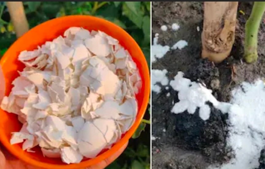 अंडे के छिलके पौधों में कैसे डालें? पौधों के लिए बनाएं कैल्शियम वाली लिक्विड खाद 1 Screenshot 20261024 234308